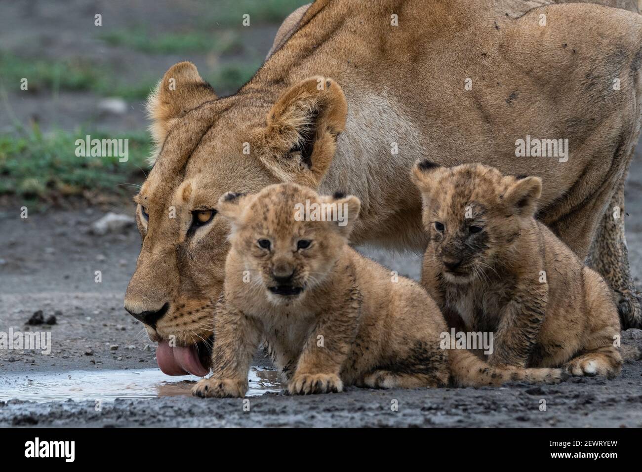 Eine Löwin (Panthera leo) mit ihren vier Wochen alten Jungen, Ndutu, Ngorongoro Conservation Area, Serengeti, Tansania, Ostafrika, Afrika Stockfoto