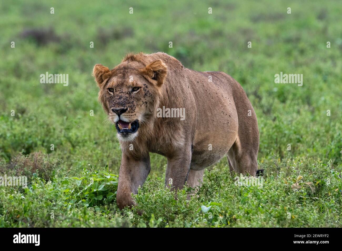 Löwe (Panthera leo), Ndutu, Ngorongoro Conservation Area, Serengeti, Tansania, Ostafrika, Südafrika Stockfoto
