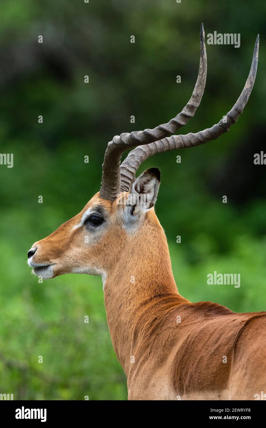 Männliche Impala (Aepyceros melampus), Ndutu, Ngorongoro Conservation Area, Serengeti, Tansania, Ostafrika, Südafrika Stockfoto