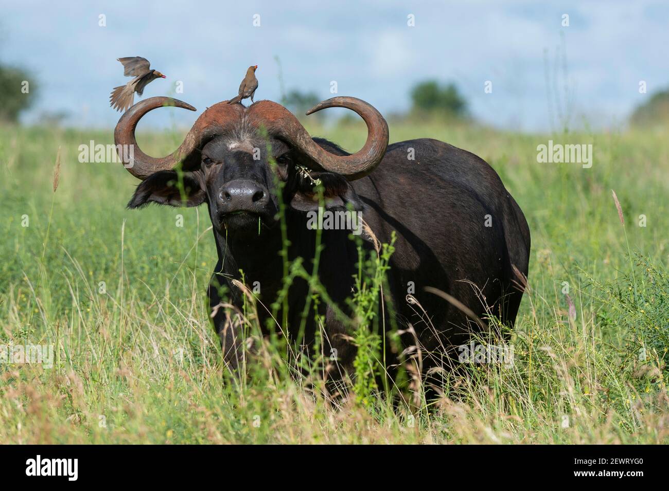 Afrikanische Büffel (Syncerus caffer), Lualenyi, Tsavo Conservation Area, Kenia, Ostafrika, Afrika Stockfoto