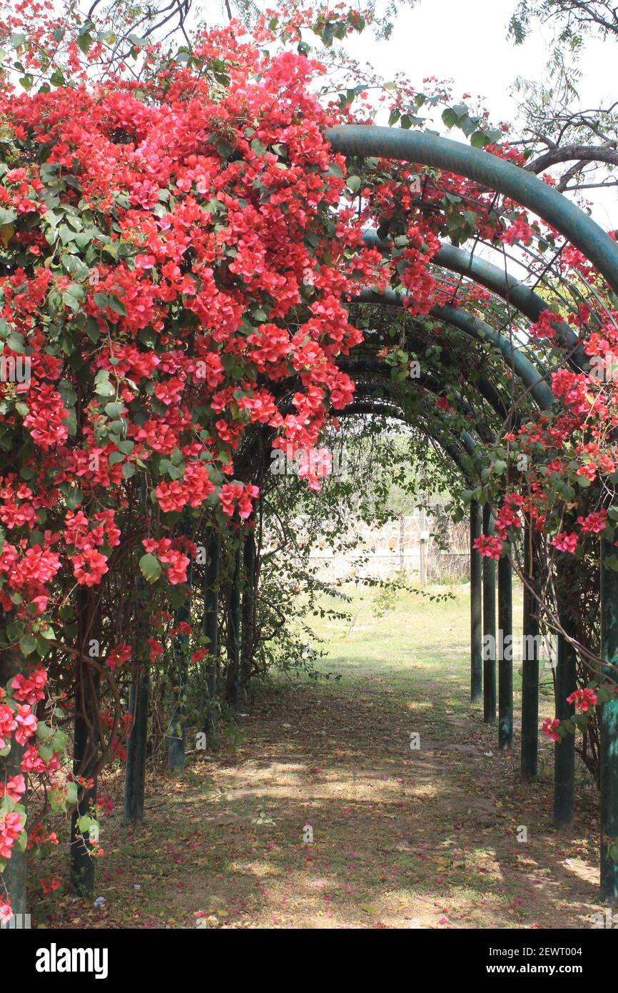Rote Bougainvillea Blumen blühen im Bhagwan Mahavir Vanasthali Park in Neu Delhi, Indien während der Frühlingssaison Stockfoto