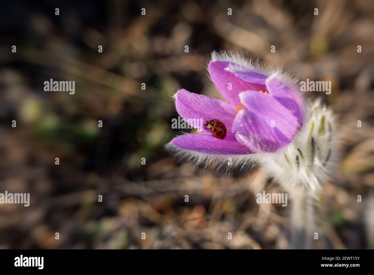 Eine Marienkäfer auf einer Blume aus verschlafenen Gras. Pulsatilla patiniert sich auf einem unscharfen Hintergrund im selektiven Fokus. Blumen Frühling Hintergrund. Weiches natürliches Licht. Rar Stockfoto