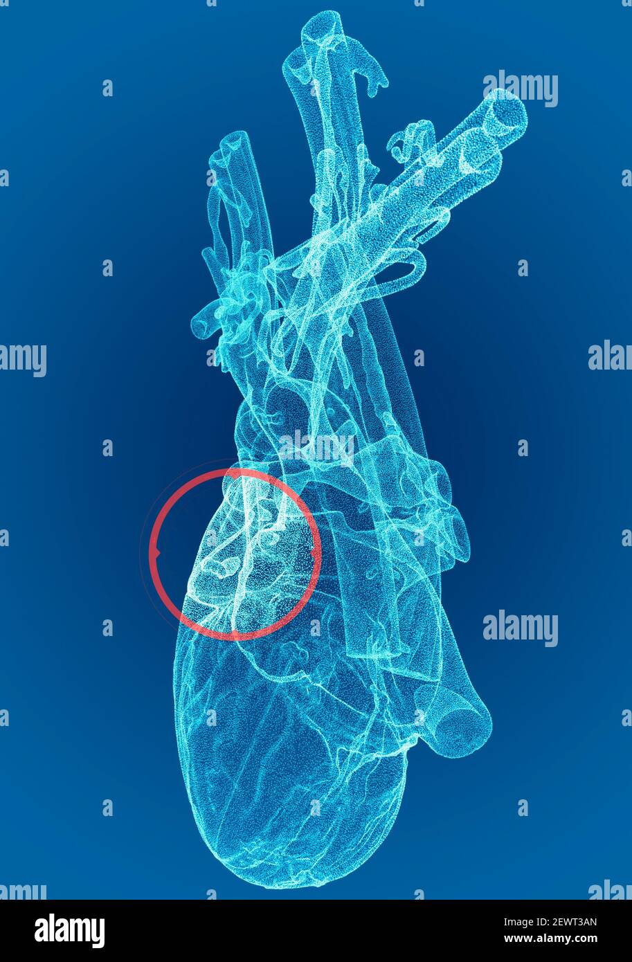 Herz, Ventrikel, menschliche Anatomie, Herzventrikel. Menschlicher Körper, Abschnitt. Röntgenansicht. HUD. Fortschrittliche Wissenschaftliche Geräte. Hologramm. Scanner. 3D Rendern Stockfoto