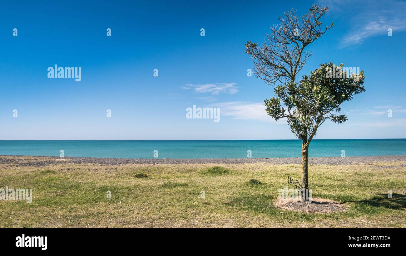 Küstenlandschaft mit einsamen Baum mit drei Schichten - Küste, Meer, blauer Himmel. Gedreht bei der Napier Marine Parade auf der Nordinsel Neuseelands Stockfoto