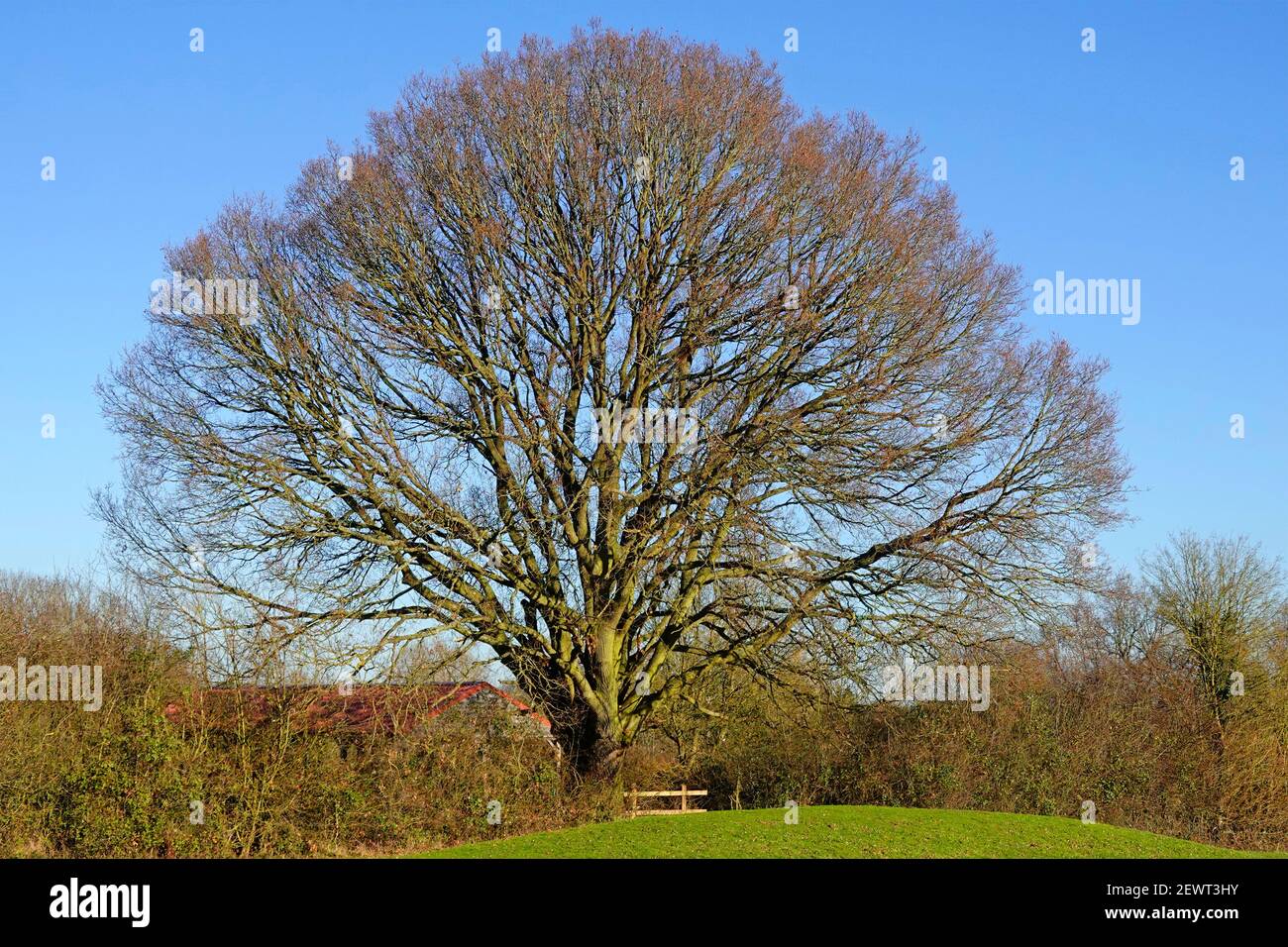 Januar Winter blauer Himmel Sonnenschein in ländlichen Landschaft Ansicht Single Englisch Laubholz Eiche Baum & Landschaft hedgerow Brentwood Essex England GB Stockfoto
