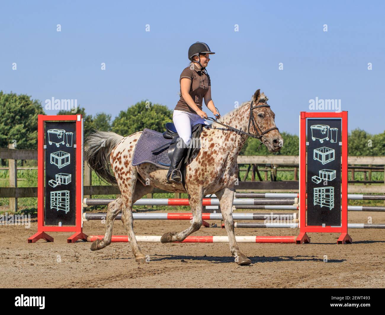 Reiterin in Wettkampfkleidung auf einem galoppierenden Pferd. Holland hat 500.000 Reiter und 450.000 Pferde. 1.500 Reitvereine. Stockfoto