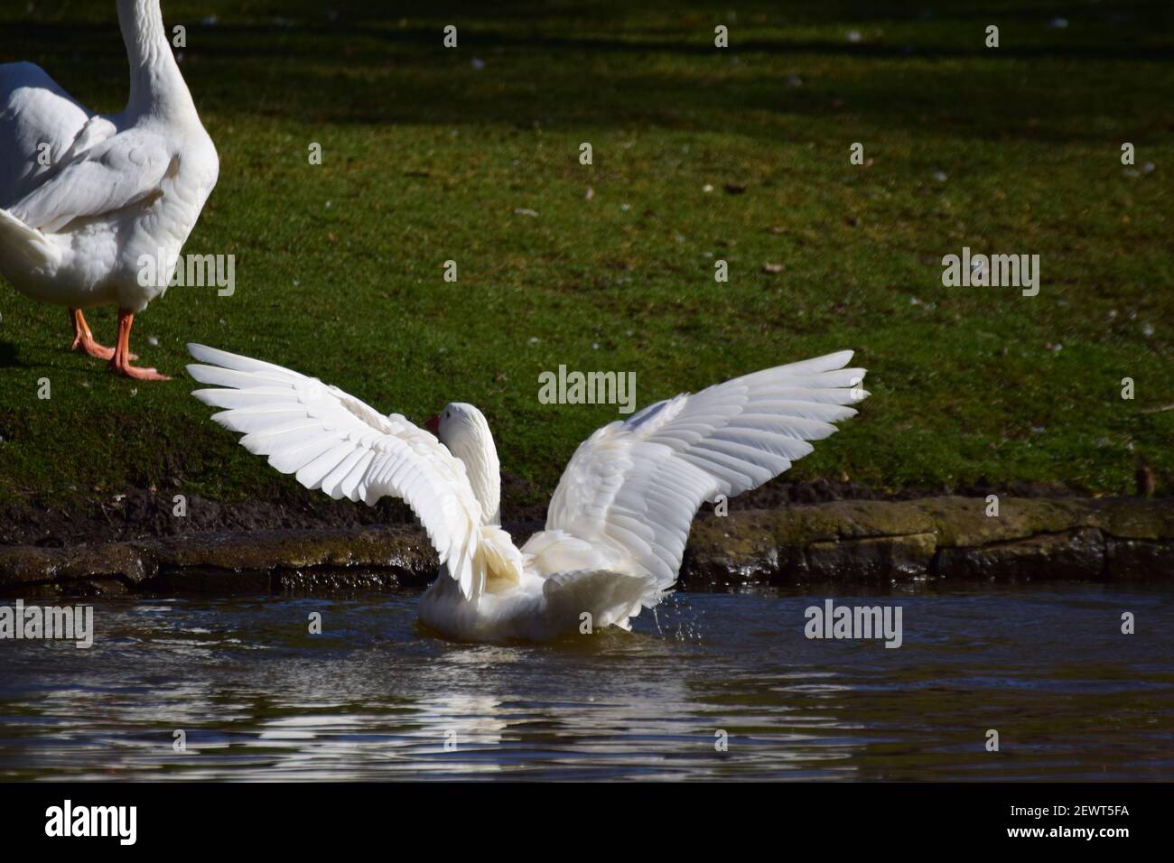 Eine weiße Gans schwimmt auf einem See und breitet sie aus Gefieder Stockfoto