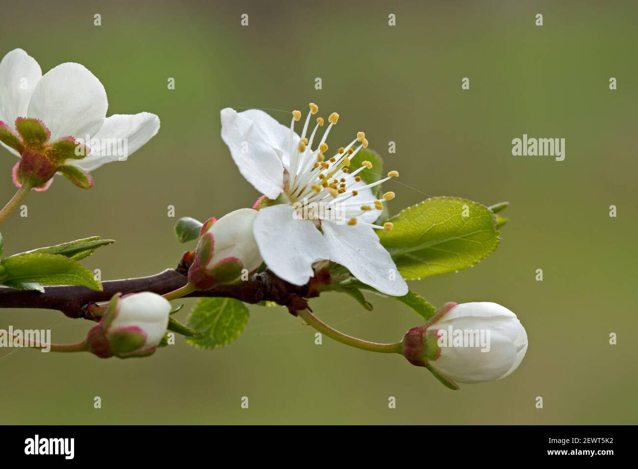 Blüte der Mirabelle Pflaume im Detail. Garten im Frühling. Blühende Zweige der Gärten. Stockfoto