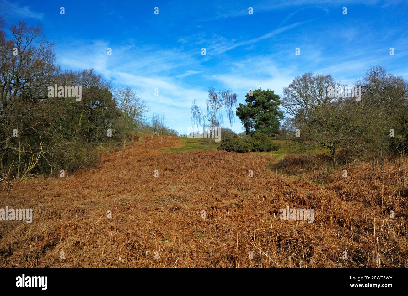 Ein Blick über die offene Landschaft auf dem Gelände des ehemaligen David Rice Hospital von einem öffentlichen Wegerecht in Drayton, Norfolk, England, Großbritannien. Stockfoto