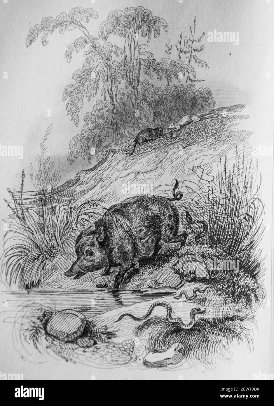 l'hermite le castor et le sanglier, Fables de florian illustrrees par Victor adam ,editeur delloye,desme 1838 Stockfoto