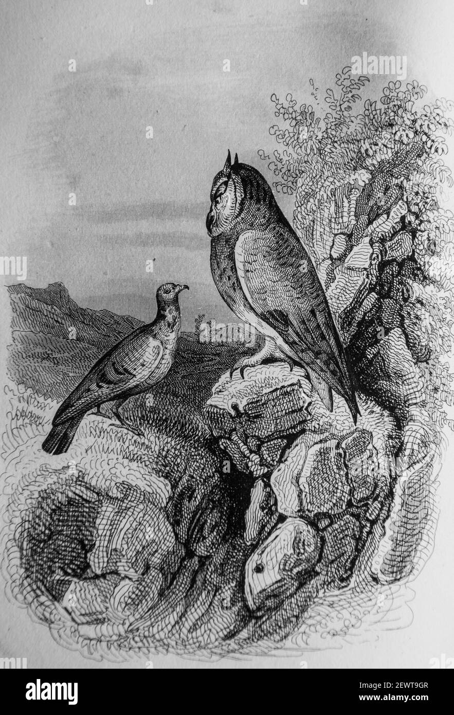 le Hibou et le Pigeon, Fables de florian illustres par Victor adam ,editeur delloye,desme 1838 Stockfoto