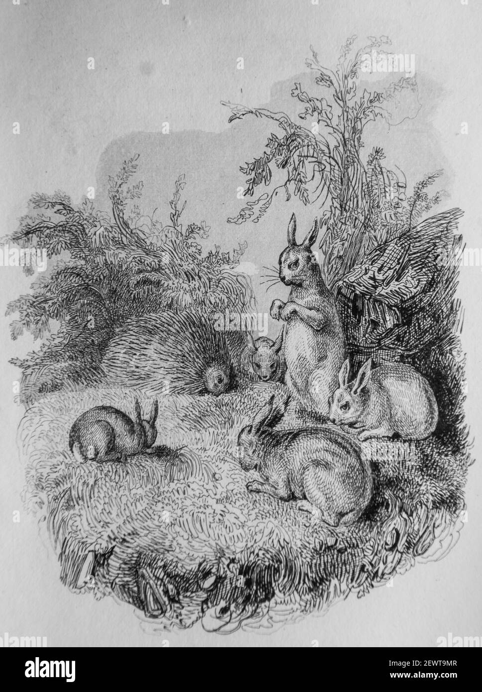 le herisson et les lapins, Fables de florian illustrrees par Victor adam ,editeur delloye,desme 1838 Stockfoto