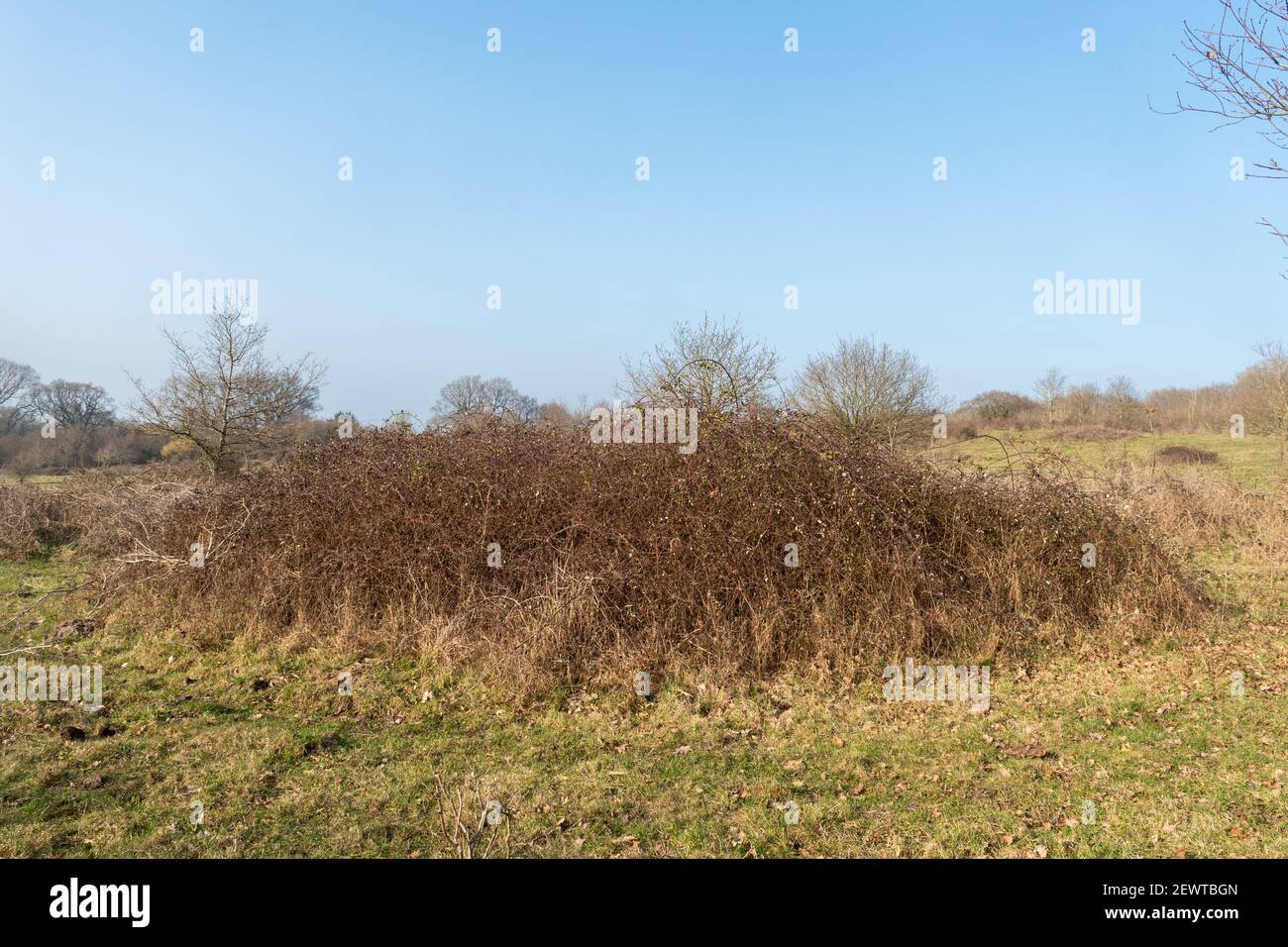 Offene Landschaft, Grünland Lebensraum mit Bramble Dickets, Naishes Lane SANGS in Hampshire, Großbritannien Stockfoto