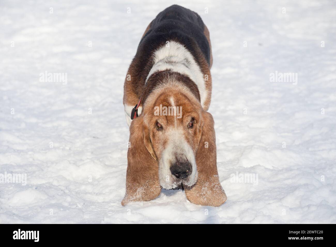 Alte tricolor Basset Hund läuft auf weißem Schnee im Winter Park.dreizehn Jahre alt. Eine Augenkrankheit Basset Hounds entwickelt genannt Kirsche Auge. P Stockfoto