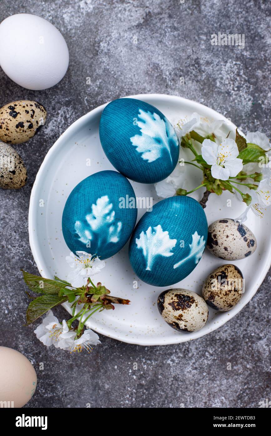 Ostereier blau lackiert von natürlichen Farbstoff Stockfoto