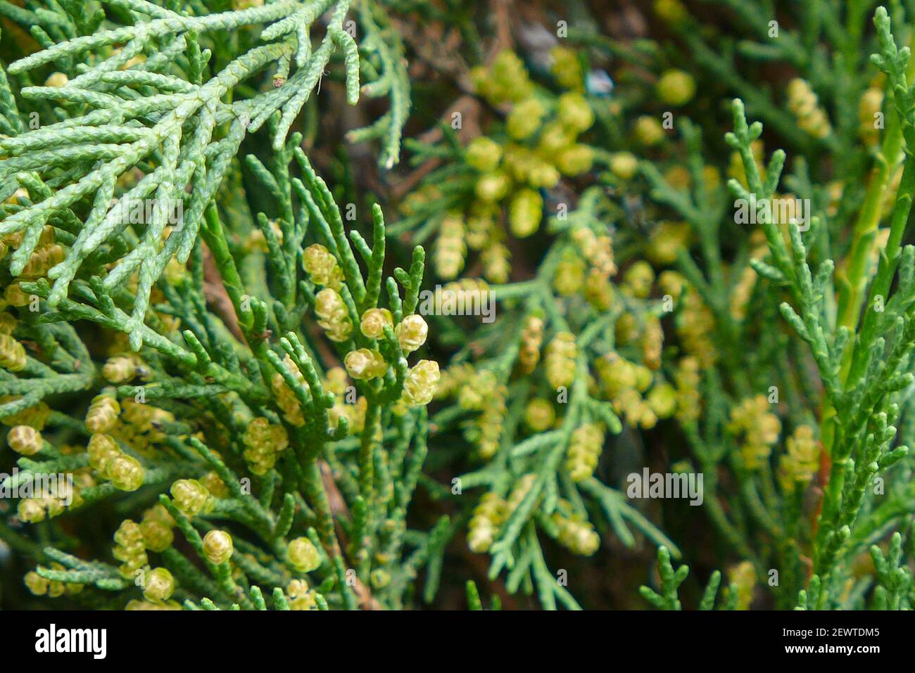 Junge Kiefernzapfen des phönizischen Wacholder oder Sabina Negra genannt, Juniperus phoenicea Stockfoto