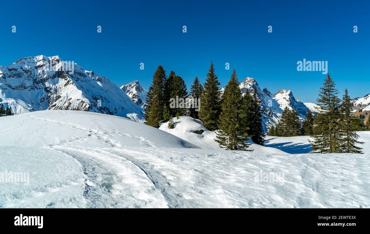 Schneeschuhspuren im verneiten Bregenzerwald. Schneeschuhwanderwege im verschneiten Bregenzerwald. Verschneite Berge mit Tannen, Winterwunderland Stockfoto