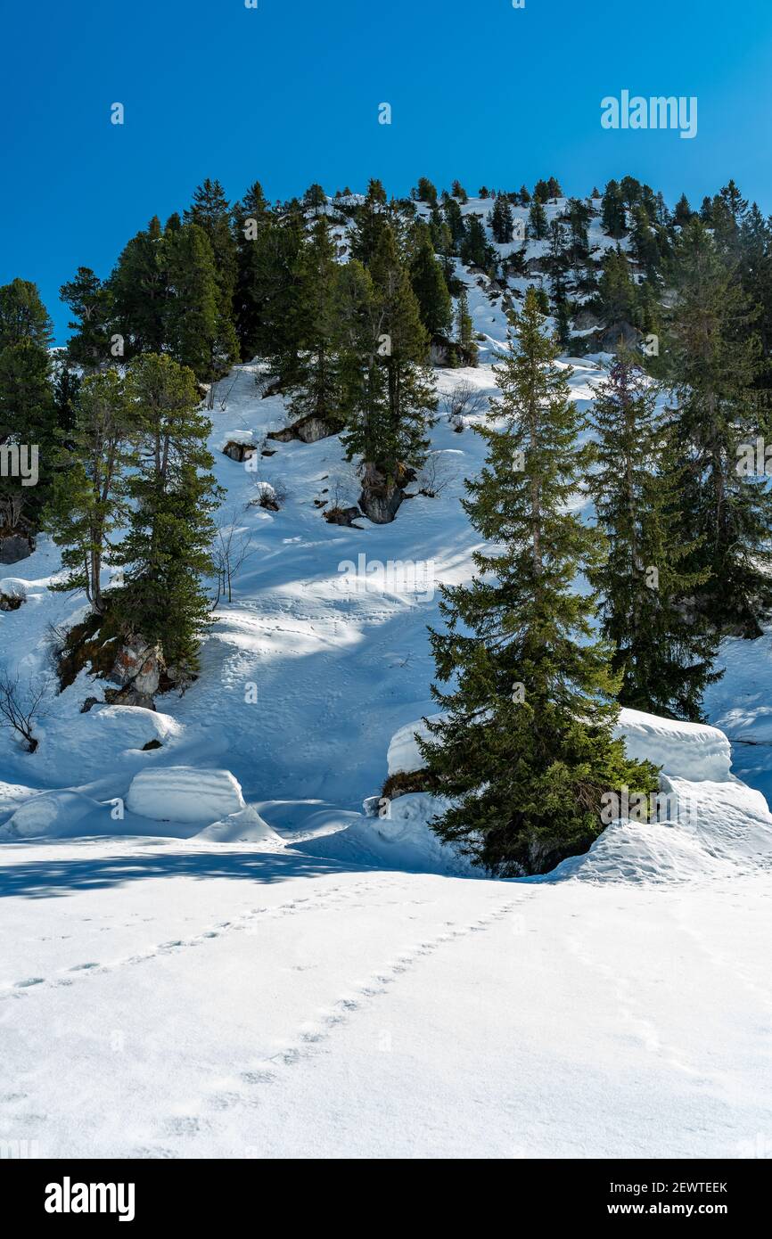 Schneeschuhspuren im verneiten Bregenzerwald. Schneeschuhwanderwege im verschneiten Bregenzerwald. Verschneite Berge mit Tannen, Winterwunderland Stockfoto