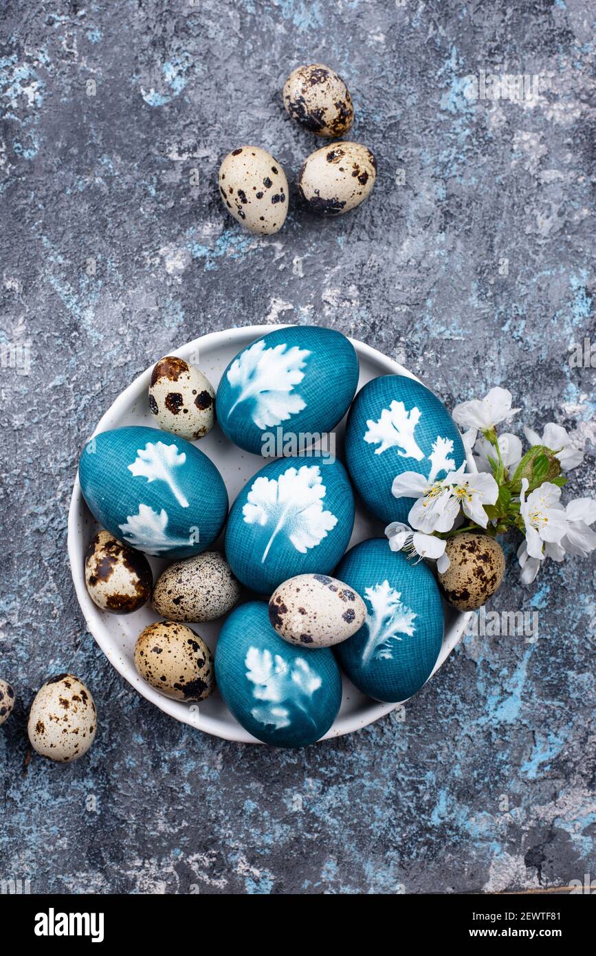 Ostereier blau lackiert von natürlichen Farbstoff Stockfoto
