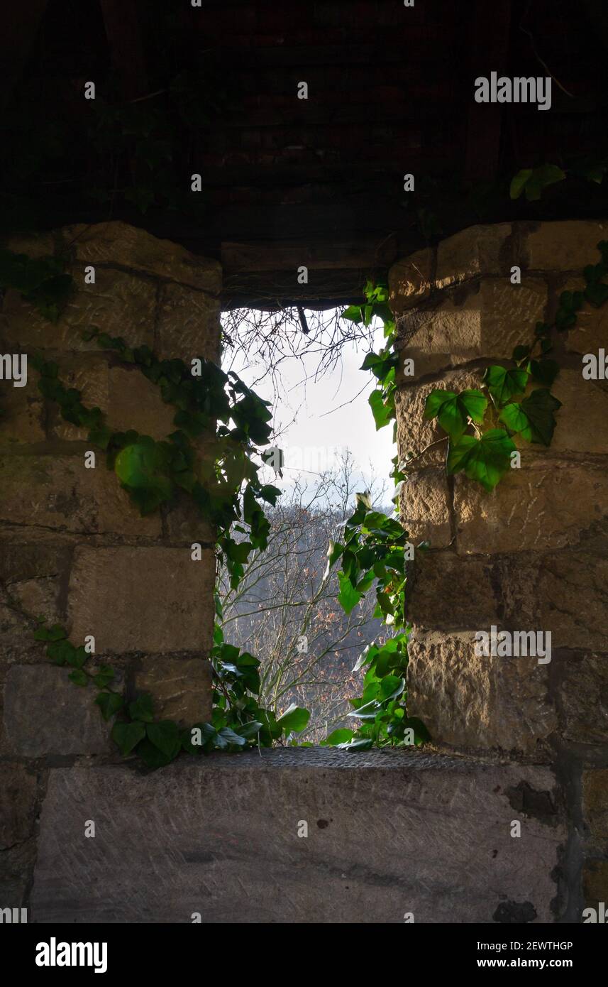 Eine alte Steinmauer mit einem Fenster, umschlungt mit lockigen Efeu. Vertikale Aufnahme Stockfoto