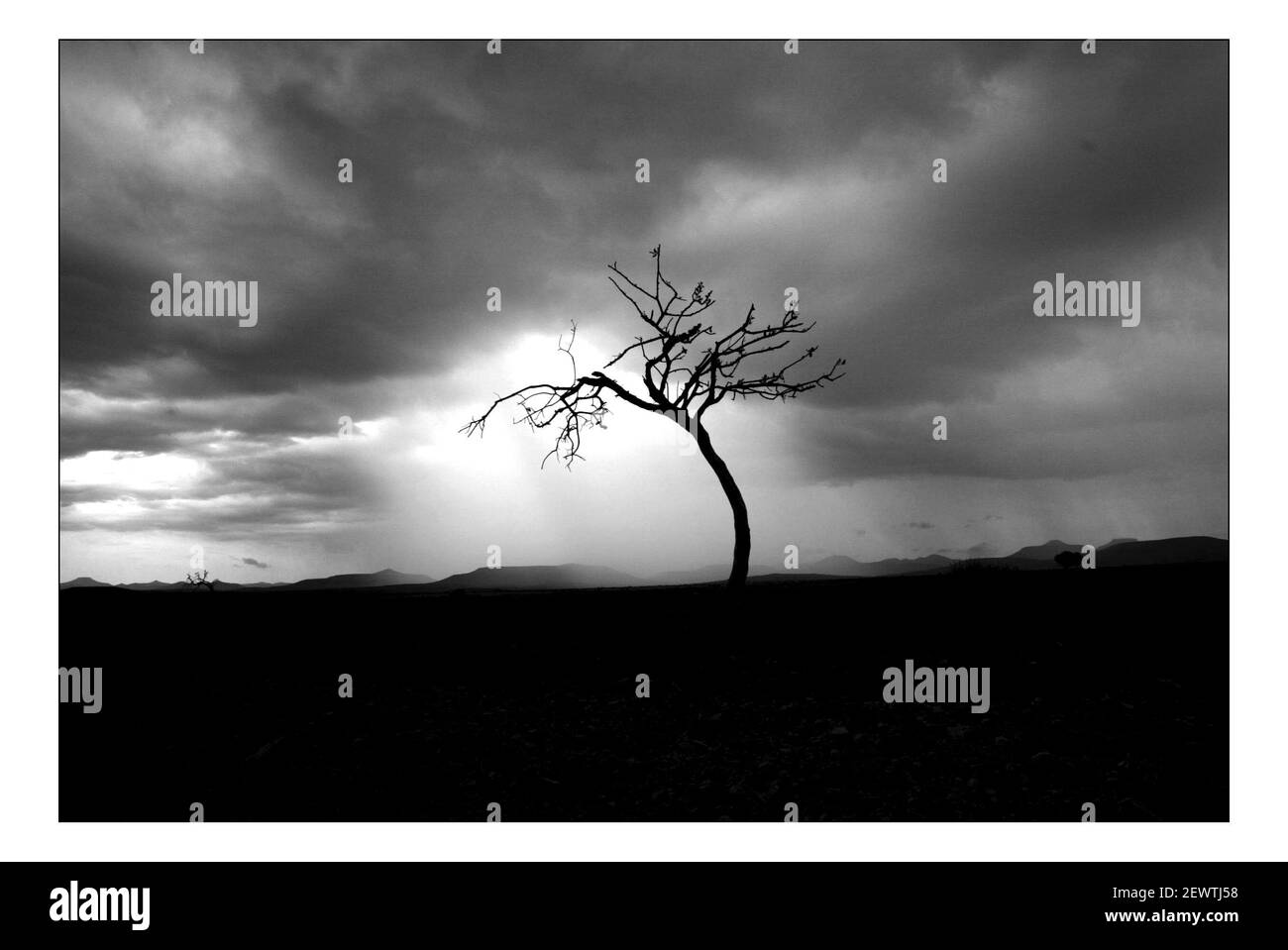 Unabhängiger Weihnachtsappellan...... Integrierte ländliche Entwicklung und Naturschutz (IRDNC) in Namibia.die trockene Wüstenlandschaft Namibias wartet auf die ersten Regenfälle der Saison. Ein klarer, bakeing blauer Himmel wird langsam in ein tiefes dunkelgrau gekocht, während die Wolken in Rollen. Der Regen stürmt und sobald knochentrockene Flüsse zum Leben erwacht. Foto von David Sandison November 2004 Stockfoto