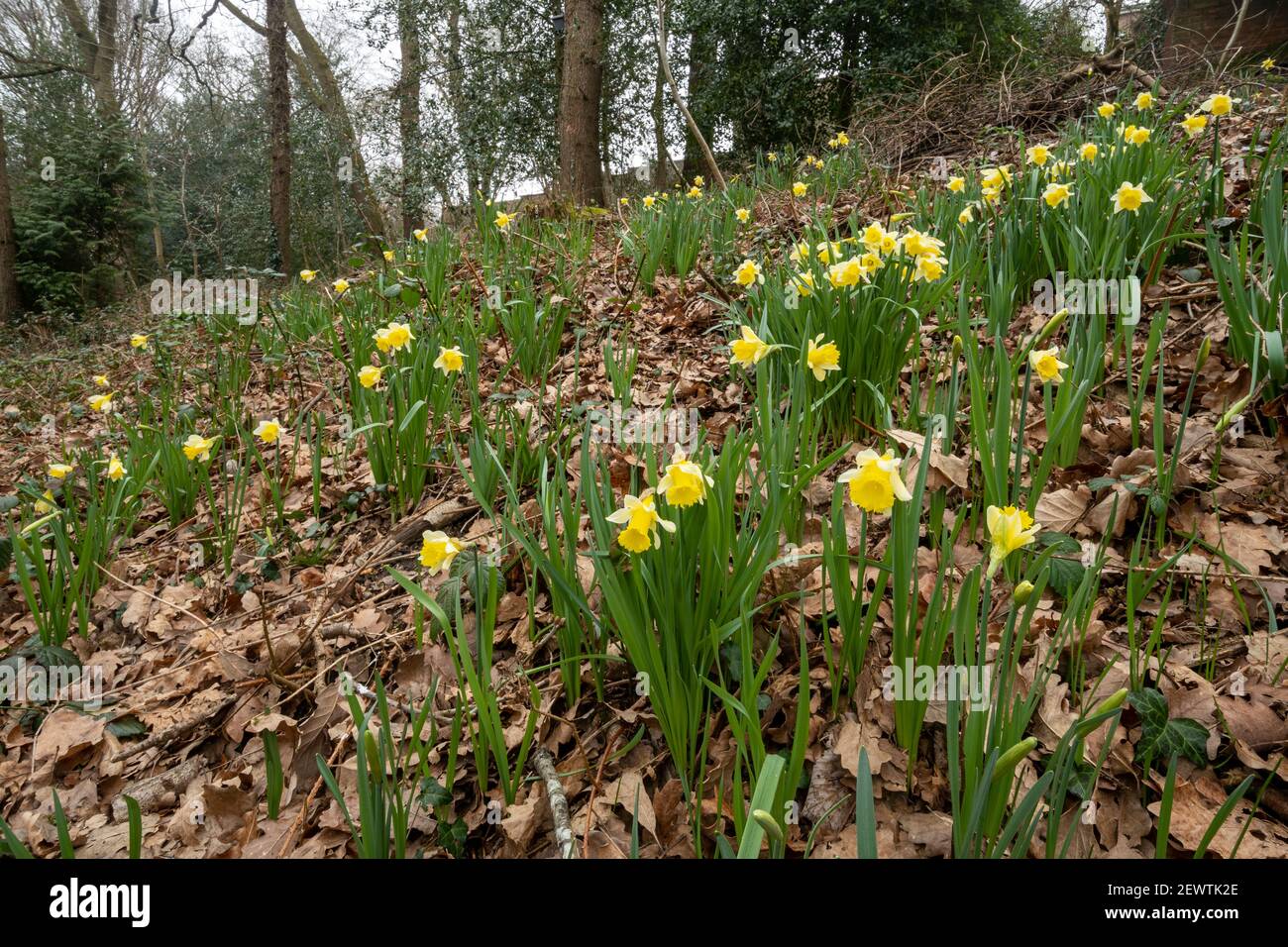 Wilde Narzissen (Narcissus pseudonarcissus), einheimische Wildblume in alten Wäldern bei Warren Wood, Surrey, Großbritannien Stockfoto