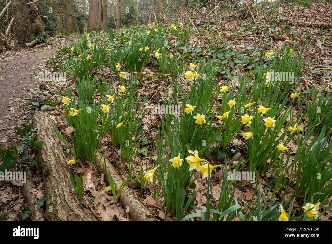 Wilde Narzissen (Narcissus pseudonarcissus), einheimische Wildblume in alten Wäldern bei Warren Wood, Surrey, Großbritannien Stockfoto