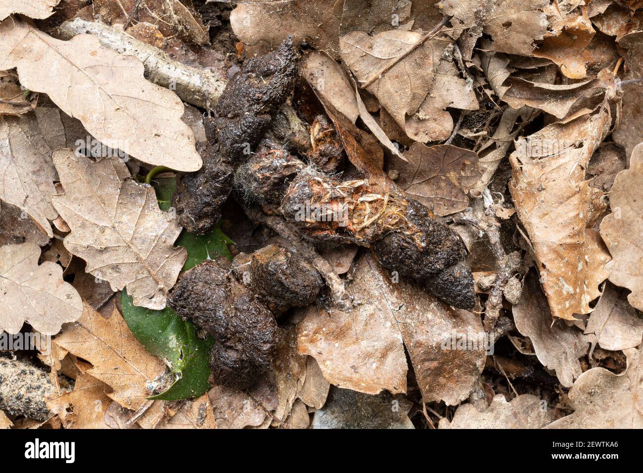 Dachskot oder Kot in der Nähe eines Dachsbaus, Großbritannien Stockfoto