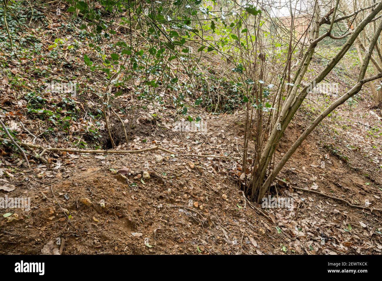 Dachsbau in Woodland, Großbritannien Stockfoto
