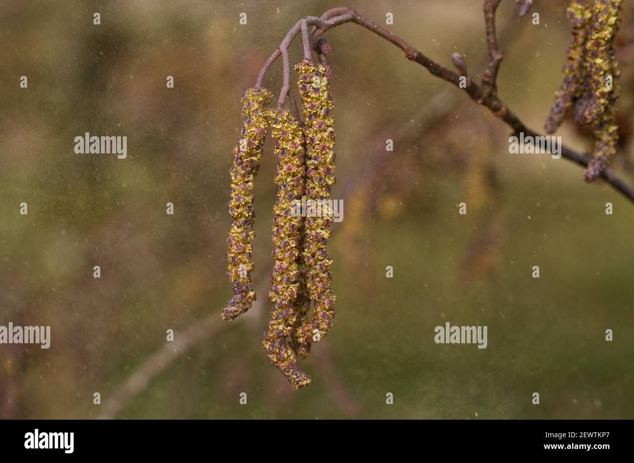 Heuschnupfen Saison: Männliche Kätzchen der europäischen Erle in einer Wolke von Pollen im Frühjahr Stockfoto