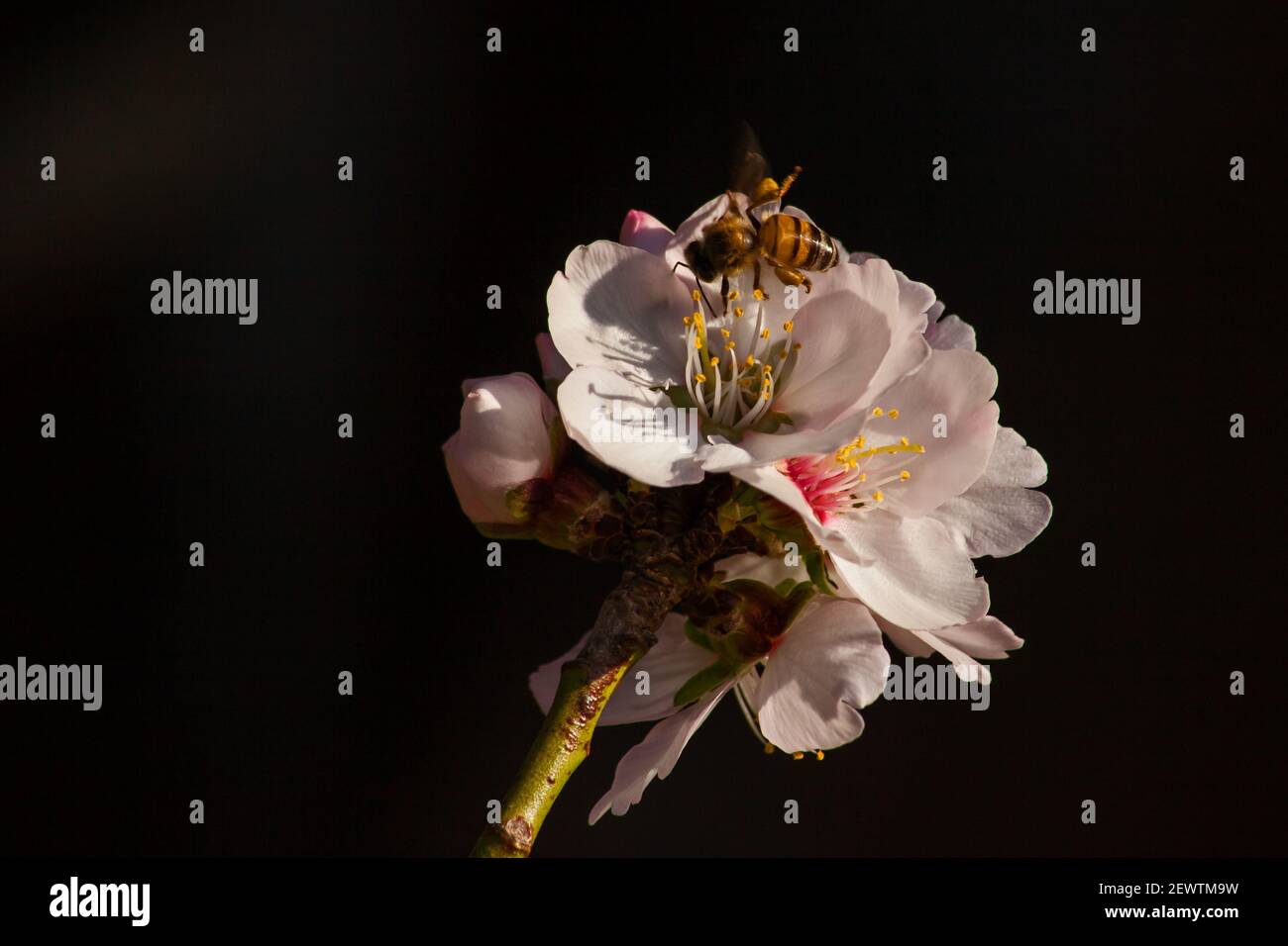 Mandelblüte mit Honigbiene 13405 Stockfoto