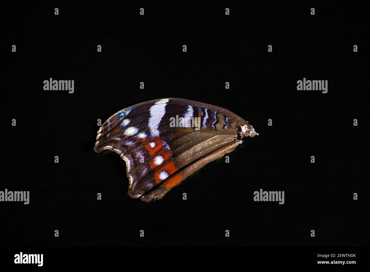 Schmetterlingsflügel 13377 Stockfoto