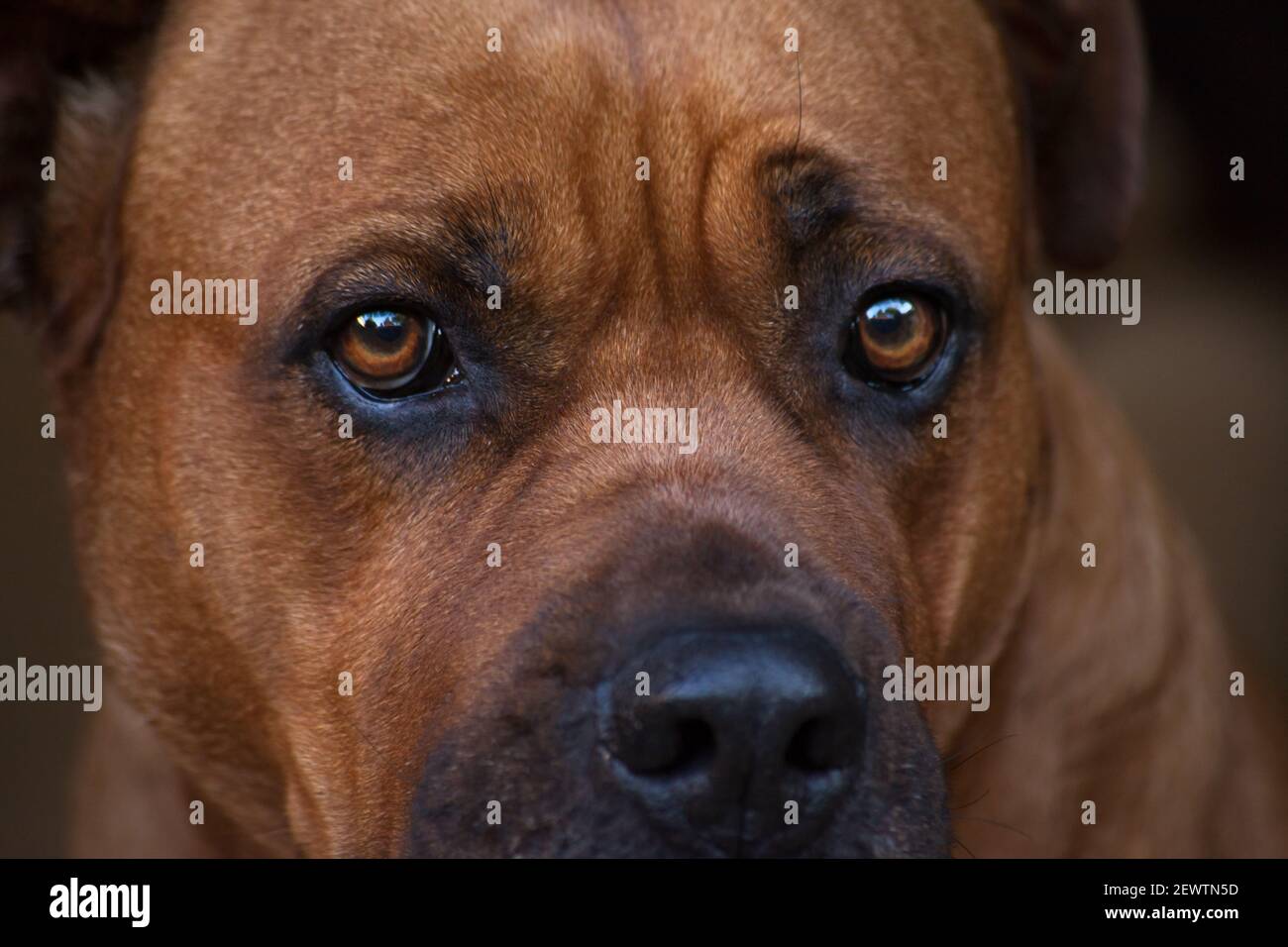 Boerboel 13246 Stockfoto