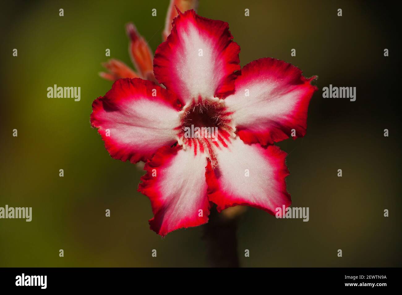 Impala Lilie Adenium multiflorum 13370 Stockfoto