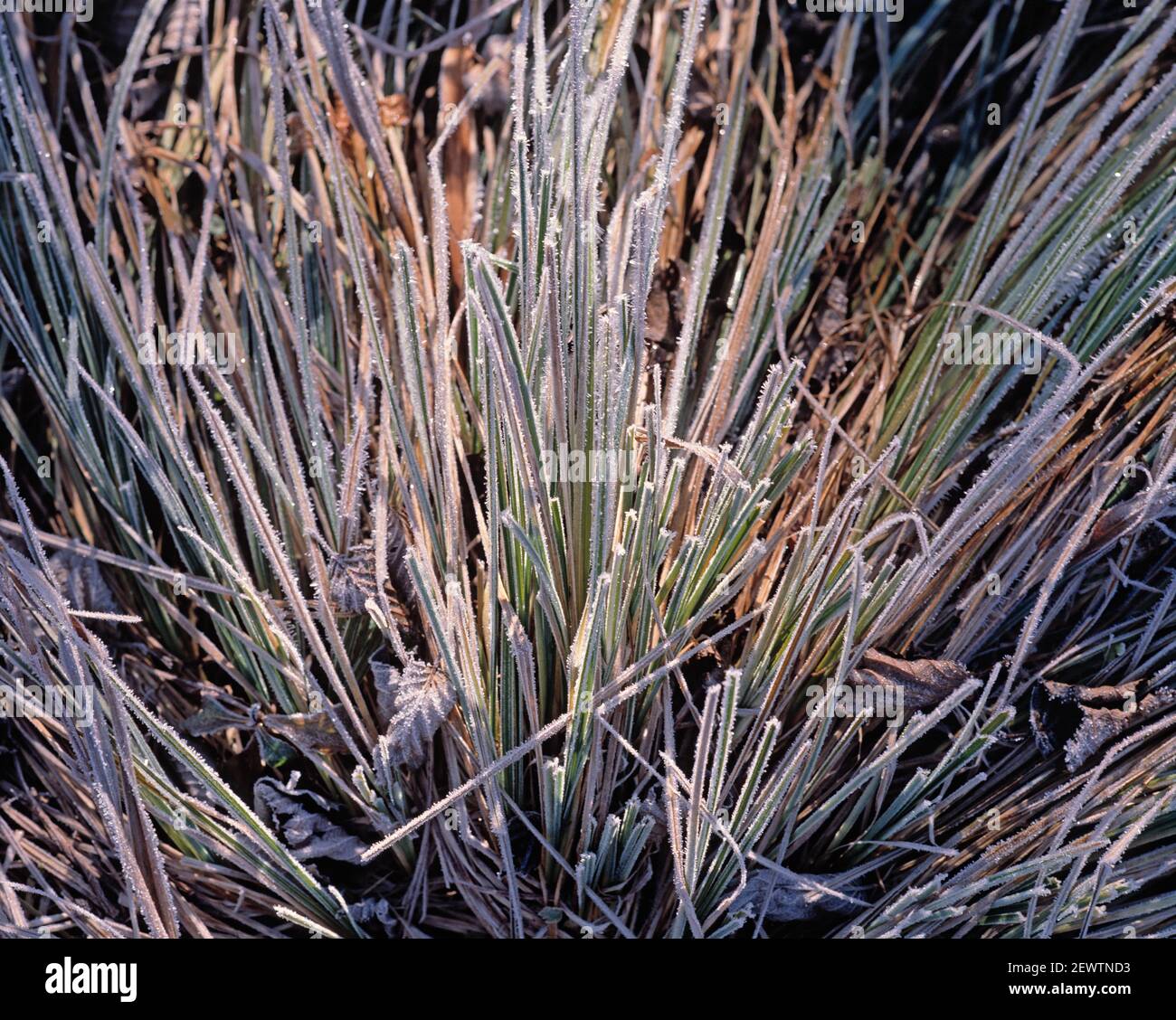 Japan. Winter. Nahaufnahme von Frost-Eiskristallen auf Gräsern. Stockfoto
