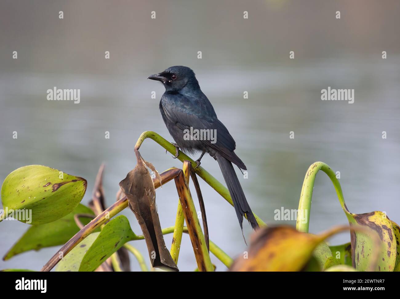 Schwarzer Drongo-Vogel in freier Wildbahn in Nahaufnahme Stockfoto