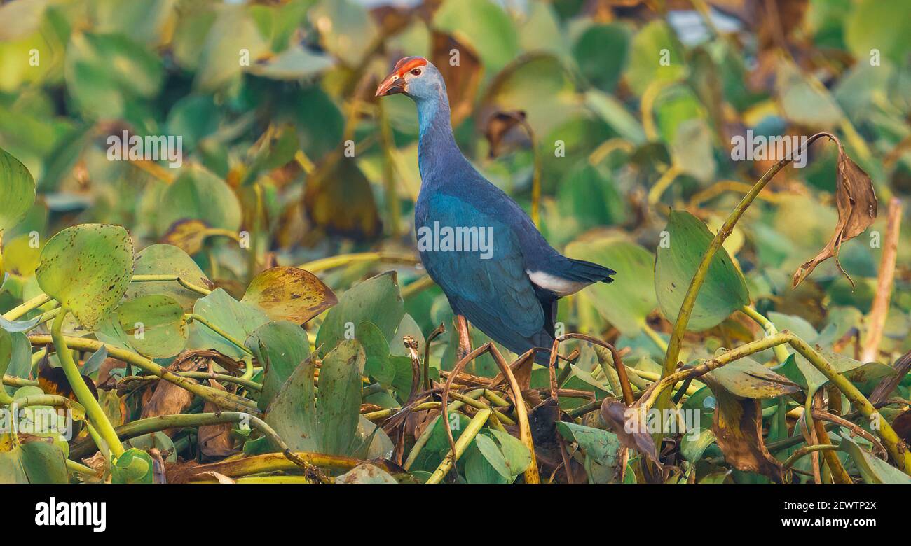 Grauer Swamphen-Vogel in Nahaufnahme Stockfoto