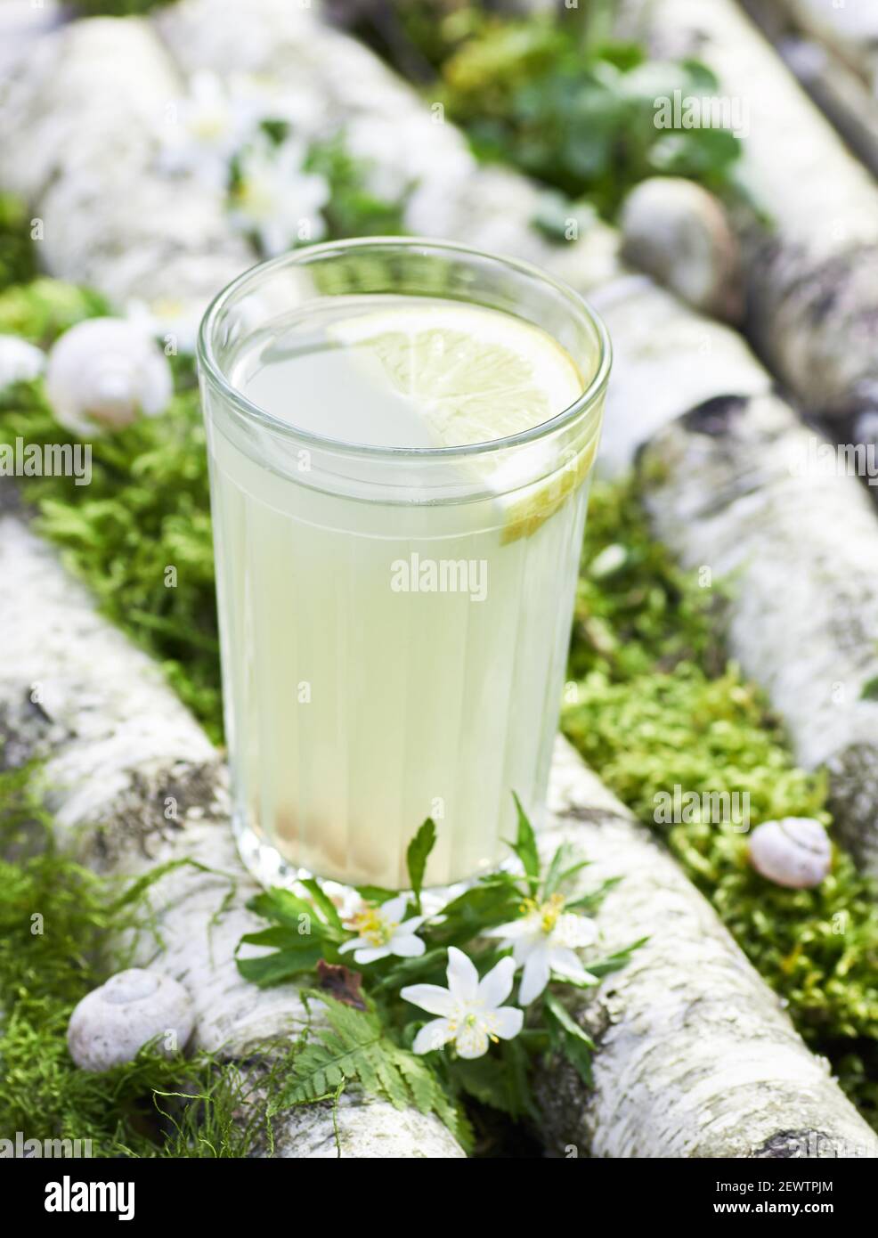 birkensaft im Glas auf Baumstämmen mit Moos im Wald gewachsen, traditionelle russische gesunde Frühlingsgetränk aus Birkensaft, Zitrone und Rosinen, c Stockfoto