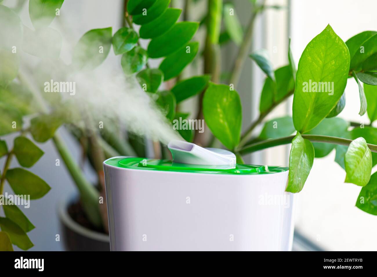 Nahaufnahme des Dampfes vom Luftbefeuchter, grüne Blume in einem Raum Stockfoto
