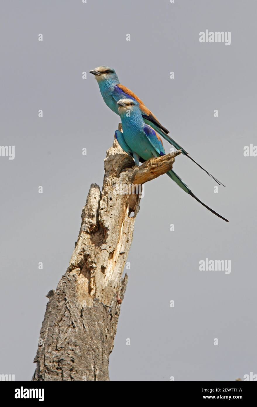 Abessinian Roller (Coracias abyssinicus) Paar auf toten Haken Äthiopien thront April Stockfoto