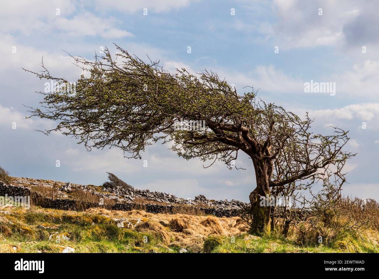 Ein einsame windgeblasener Baum in der Burren-Landschaft in der Grafschaft Clare, Irland Stockfoto