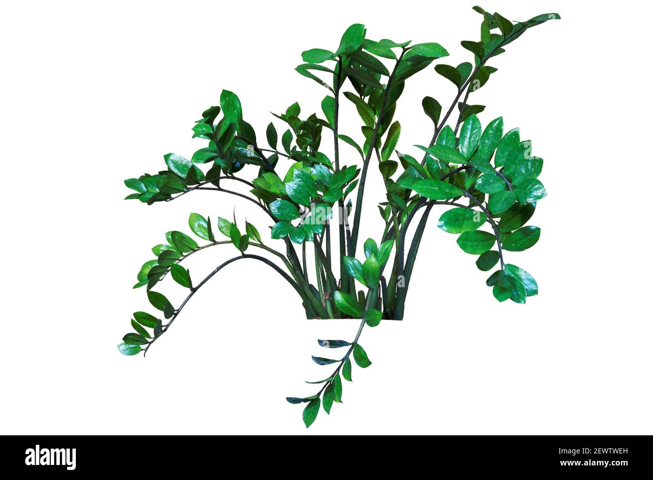 Zamioculcas zamiifolia, Innenanlage für Büro und zu Hause. Isoliert auf weißem Hintergrund Stockfoto
