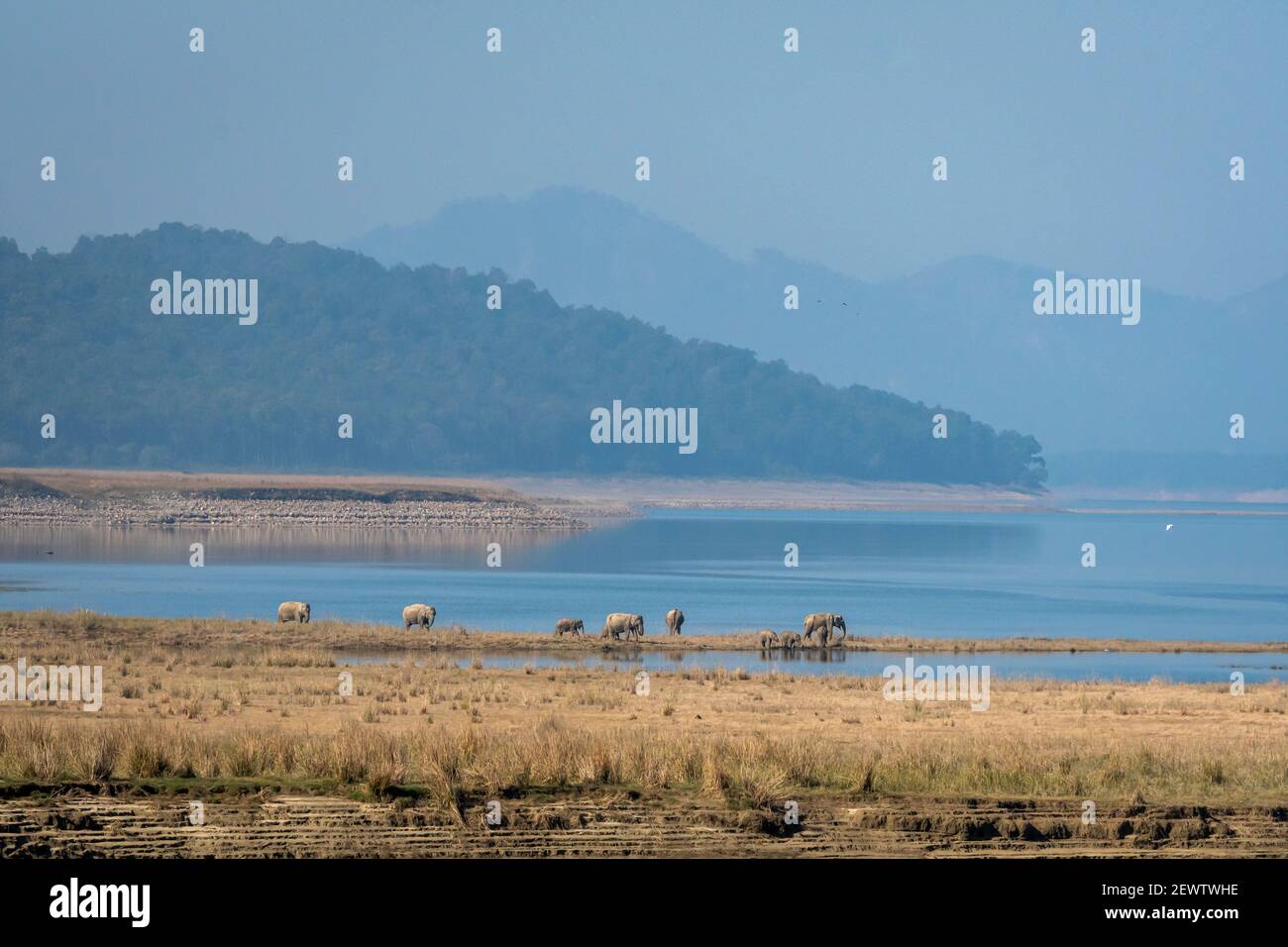 Wilde asiatische Elefantenfamilie oder Herde mit Baby Elefanten oder Kalb auf ramganga Flussreservoir in dhikala Zone von jim corbett Nationalpark uttarakhand Stockfoto