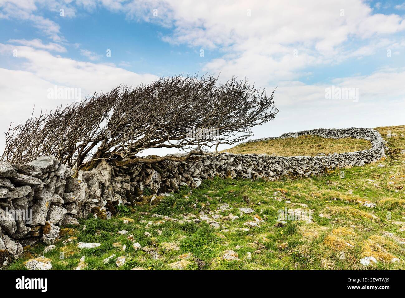 Ein einsame windgeblasener Baum in der Burren-Landschaft in der Grafschaft Clare, Irland Stockfoto