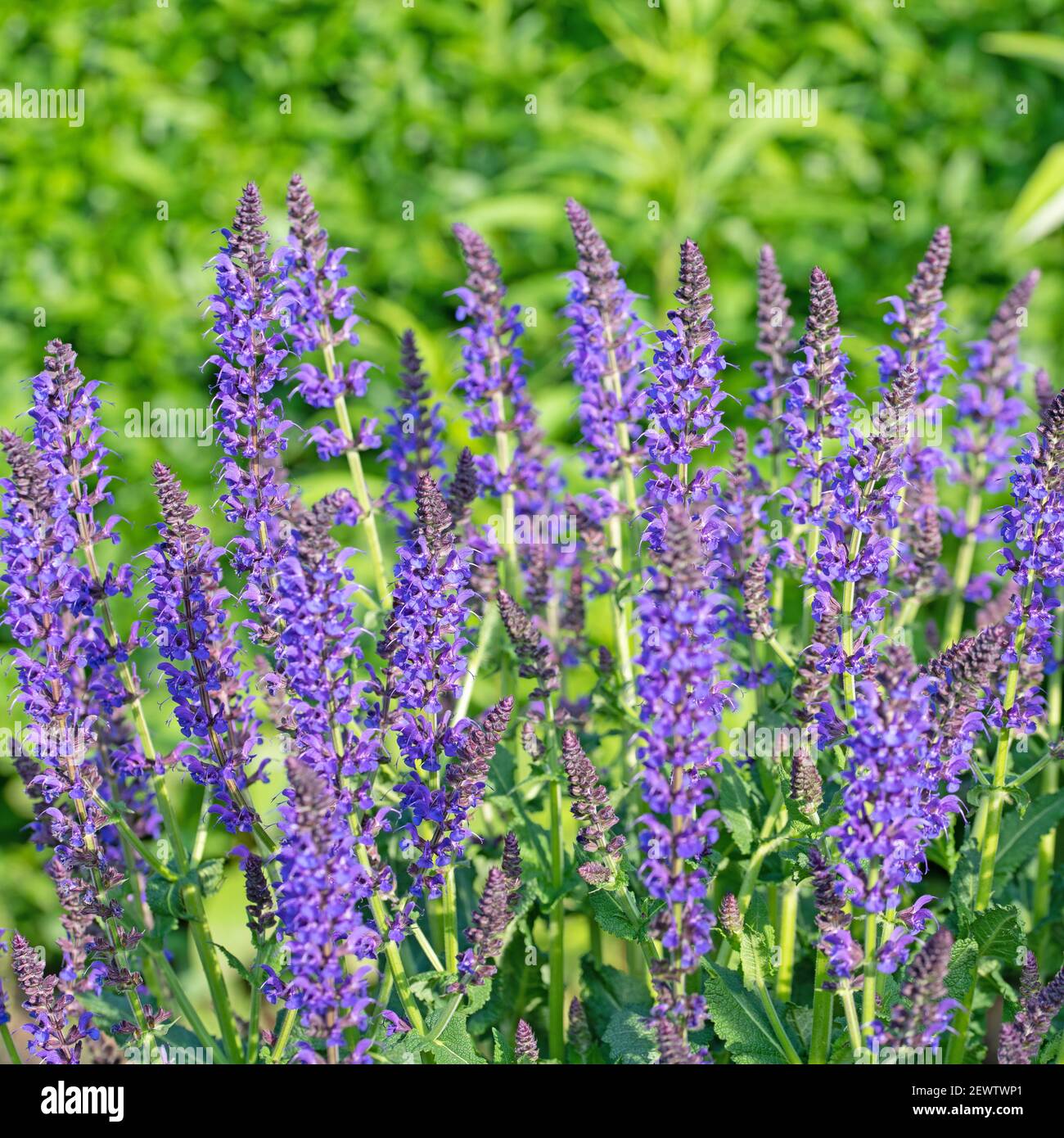 Salbei salvia nemorosa Fotos und Bildmaterial in hoher Auflösung Alamy