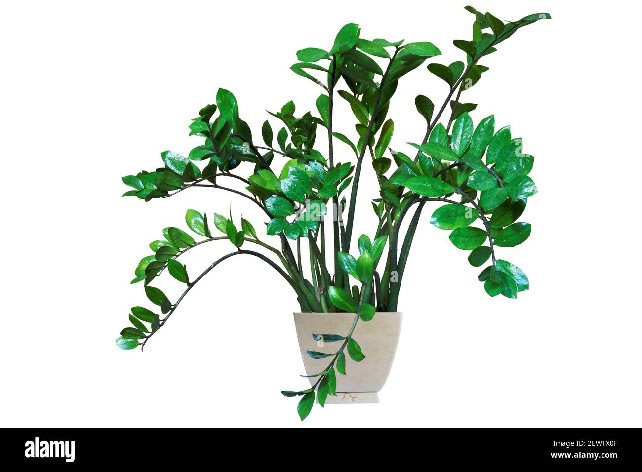 Zamioculcas zamiifolia, Innenanlage in Keramik-Topf für Büro und zu Hause. Isoliert auf weißem Hintergrund Stockfoto
