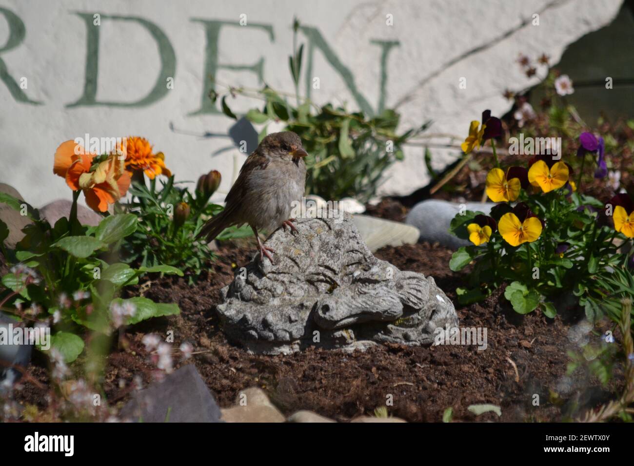Ein Spatzen, der sich auf EINEM Ornament des Steindrachen sonnen - Blumenbeet - Passer Domesticus - Passer Montanus - Alte Welt Sperling Familie - Summers Day - UK Stockfoto