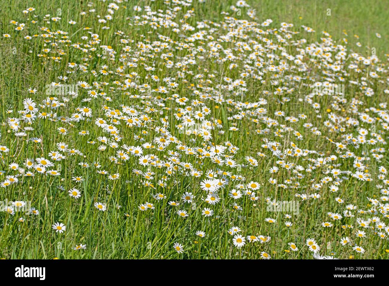 Blühende Margueriten, Leucanthemum, auf der Wiese Stockfoto