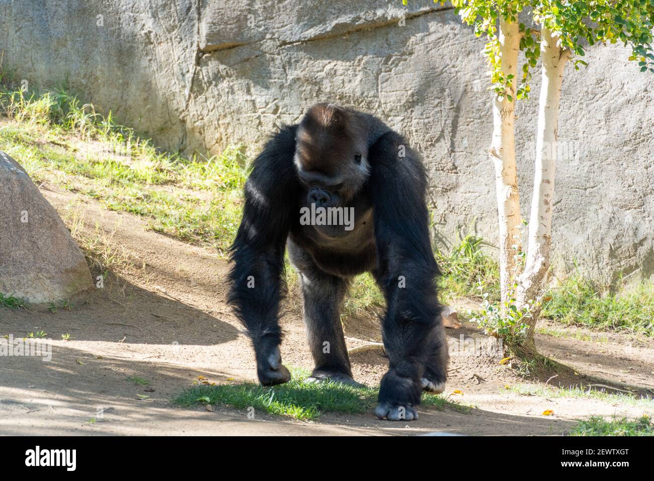Silverback Gorilla, Male Western Lowland Gorilla vor natürlichem Hintergrund Stockfoto