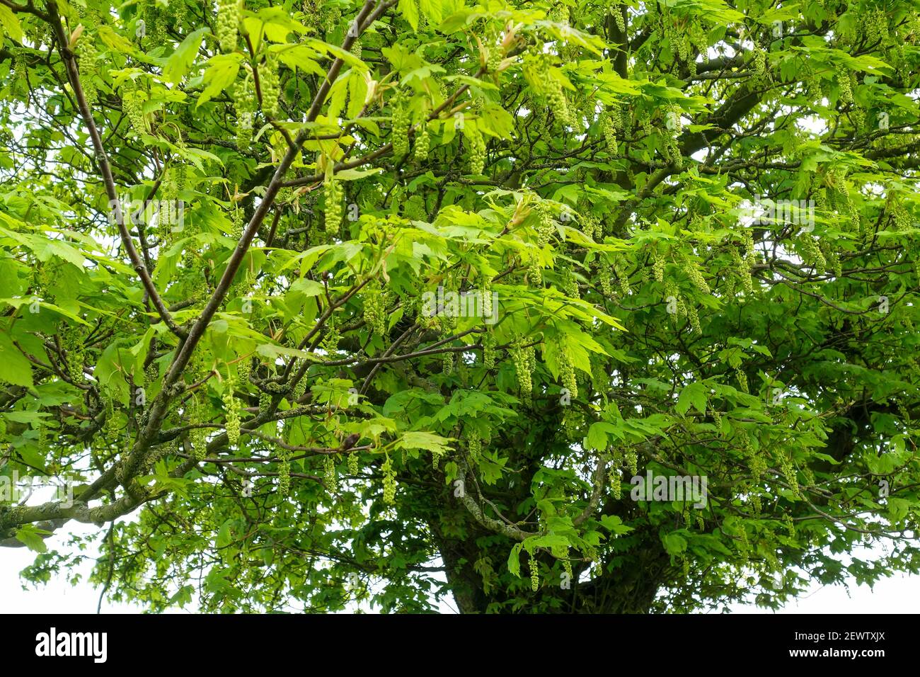 Blüten des Sycamore (Acer pseudoplatanus) Baumes. Große Blütenrasen. England, Großbritannien Stockfoto
